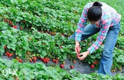 O firmă din Spania caută 400 de femei şi 200 de cupluri pentru cules căpşuni