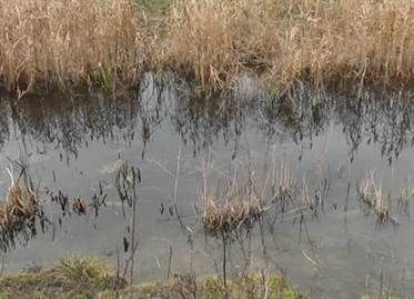 Batran gasit mort, intr-o garla din Pascani