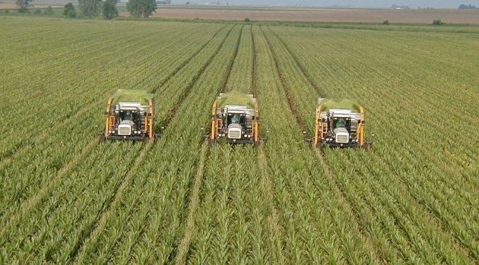 Iarnă blândă, bună pentru agricultură – ANM: Culturile de toamnă se dezvoltă favorabil